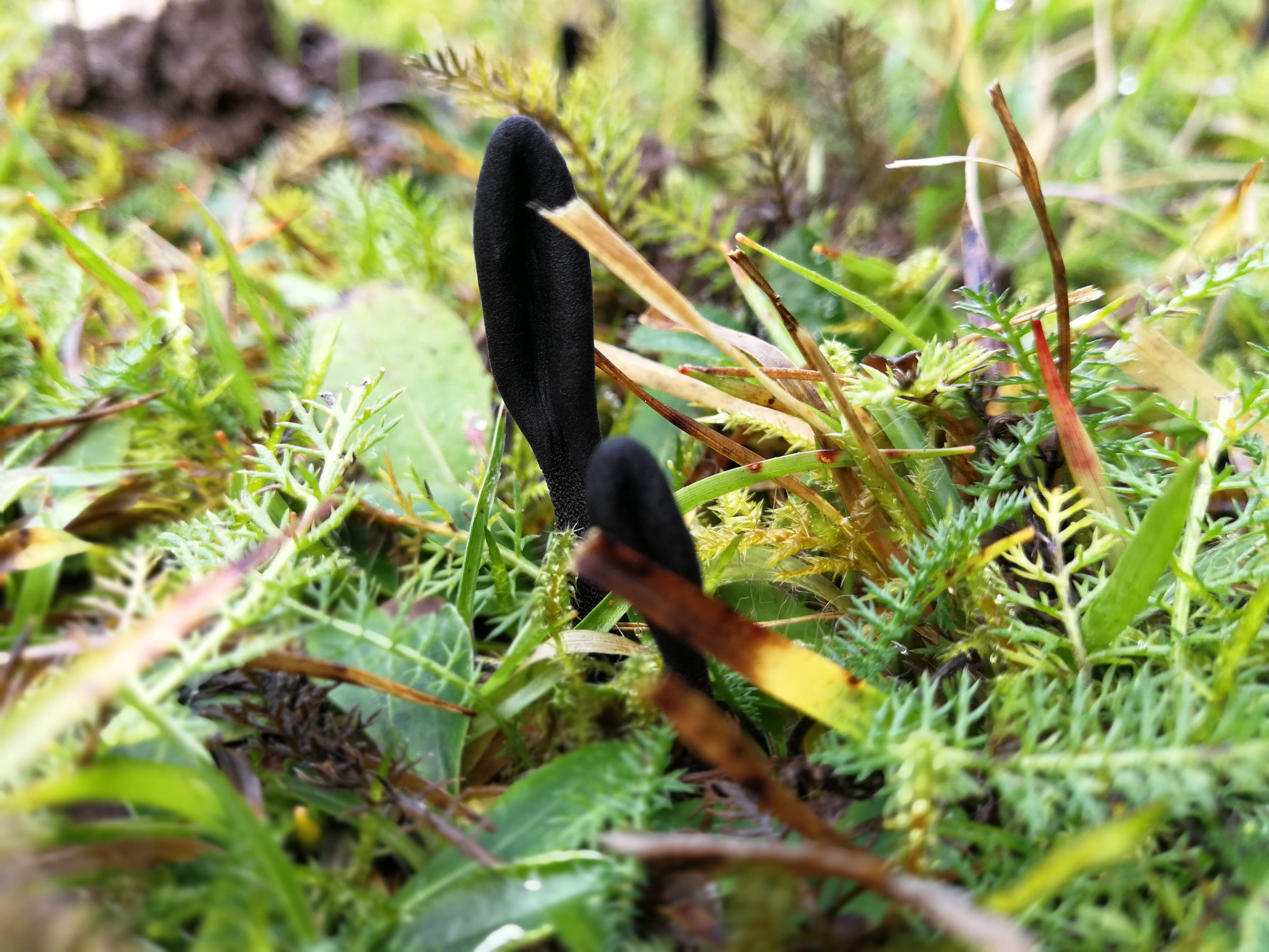 Schwarze Erdzunge - Hier nochmal einen Blick auf die Oberfläche von Kopfteil und Stielteil. Insbesondere der Stiel wirkt feinkörnig. 